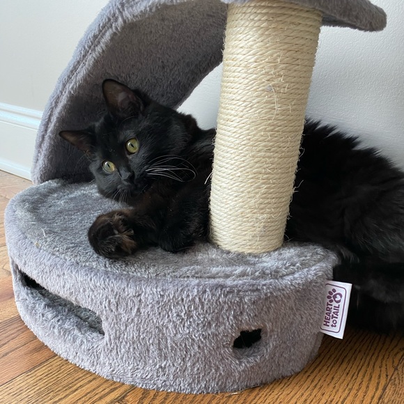 Fluffy - Picture 8 of 16